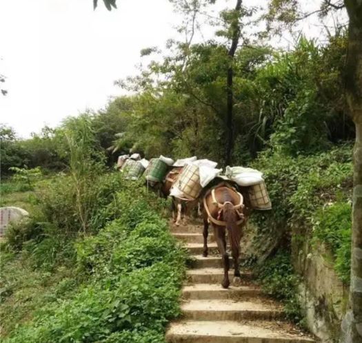 湖州山区马帮运输