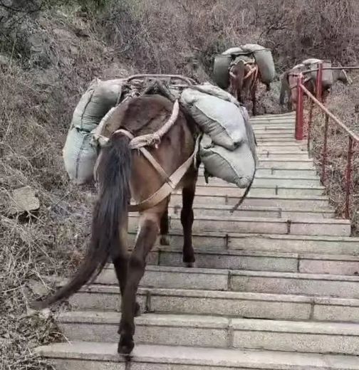 湖州骡马运输