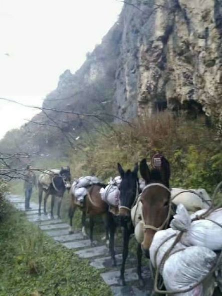 湖州骡子运输队